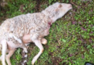 Psi lutalice rastrgli stado ovaca kod Požege