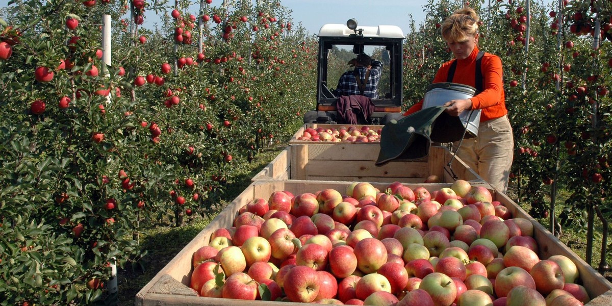 Polska jest liderem w produkcji jabłek w całej UE. Na zdjęciu sad w gminie Błędów na Mazowszu