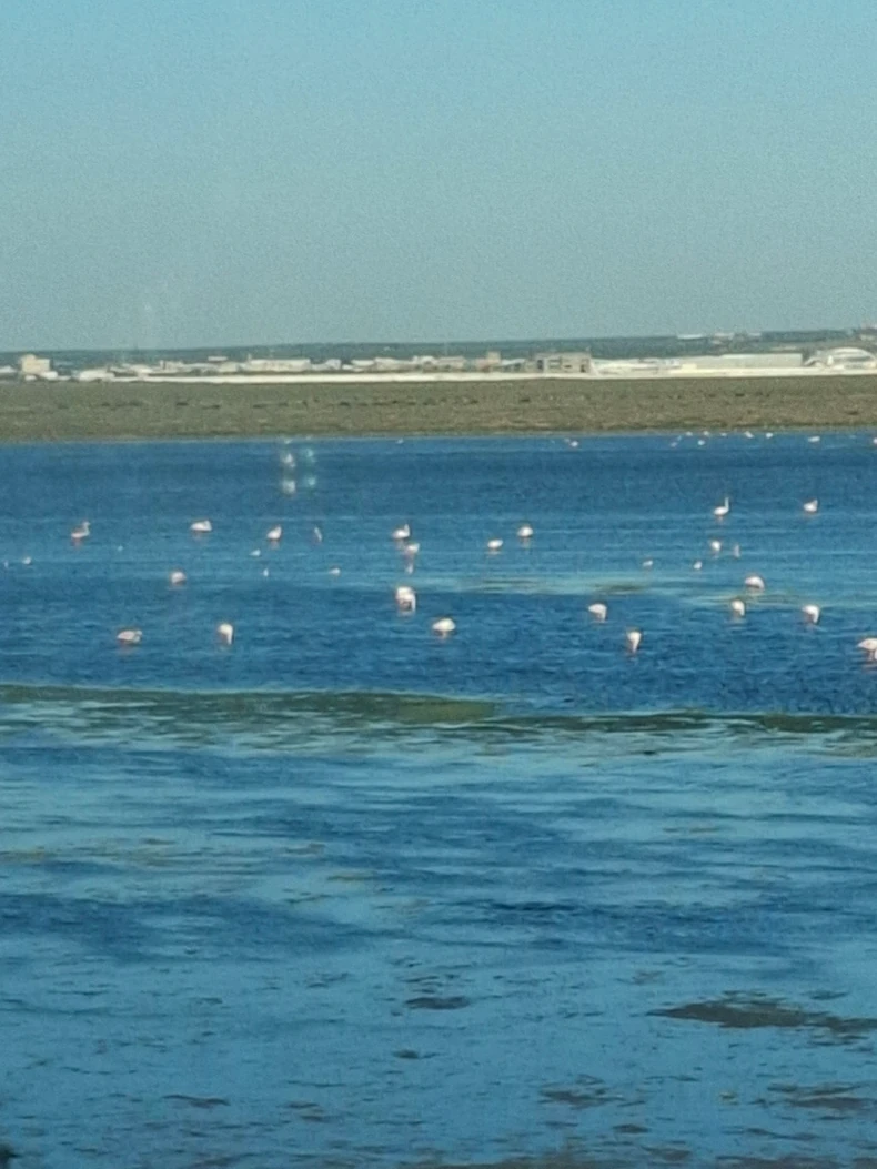 Flamingosi u jezeru pored Monastira