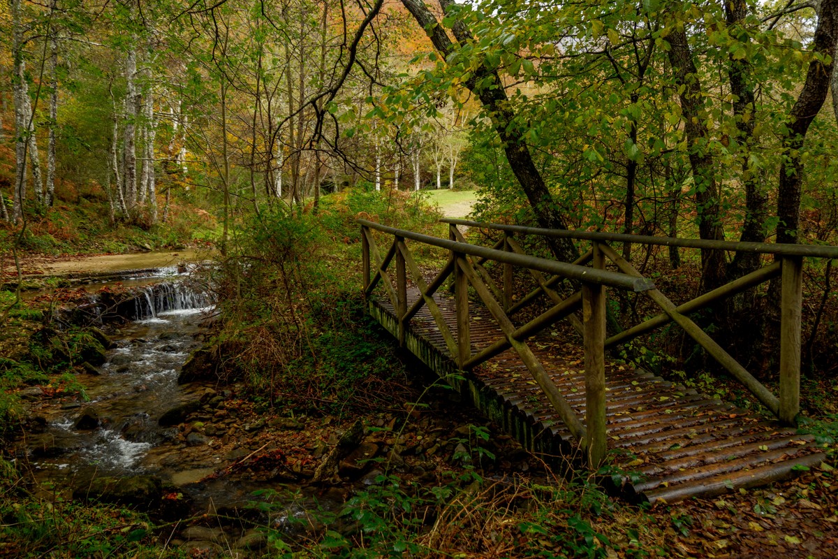 natura, las, zieleń