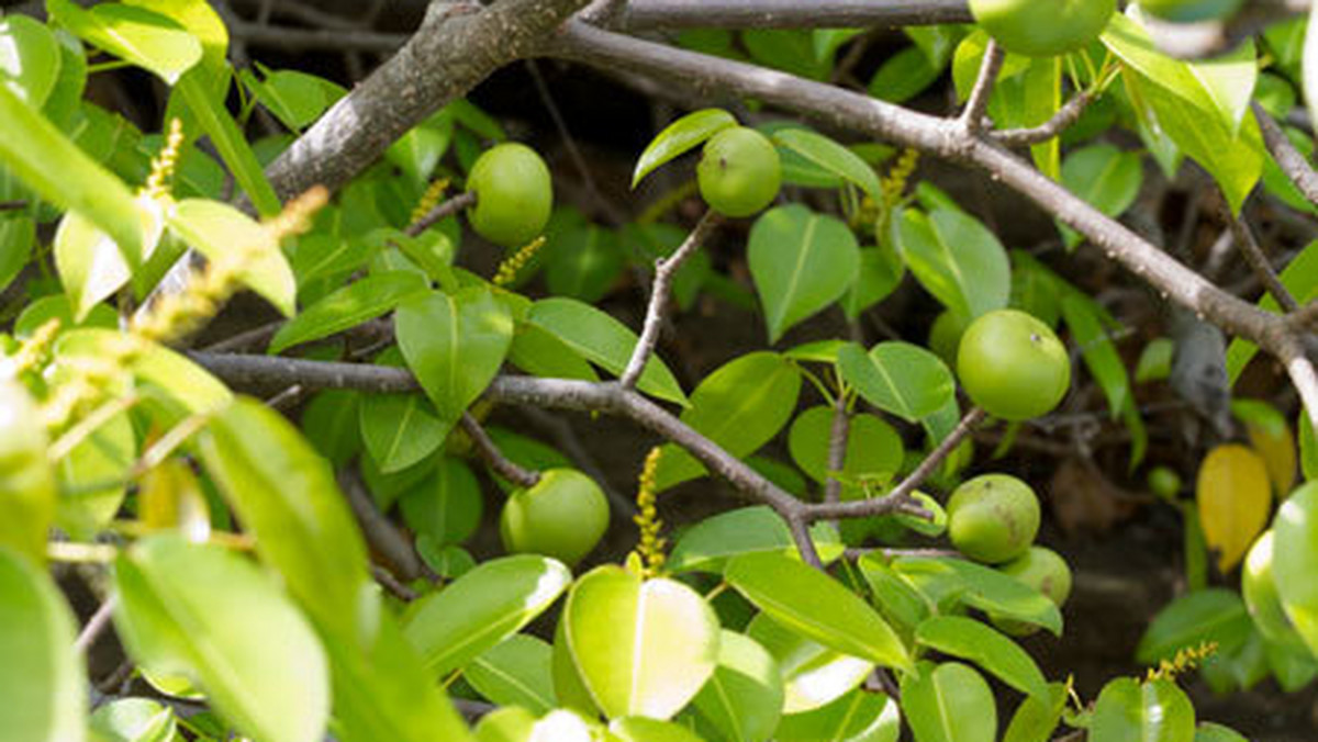 Drzewo manchineel, najniebezpieczniejsze na świecie. Śmiertelnie toksyczne