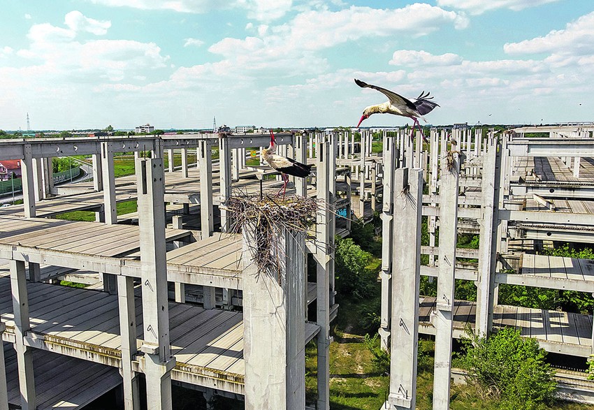 Na veoma opasnoj visini su gde vetar može da uruši gnezdo