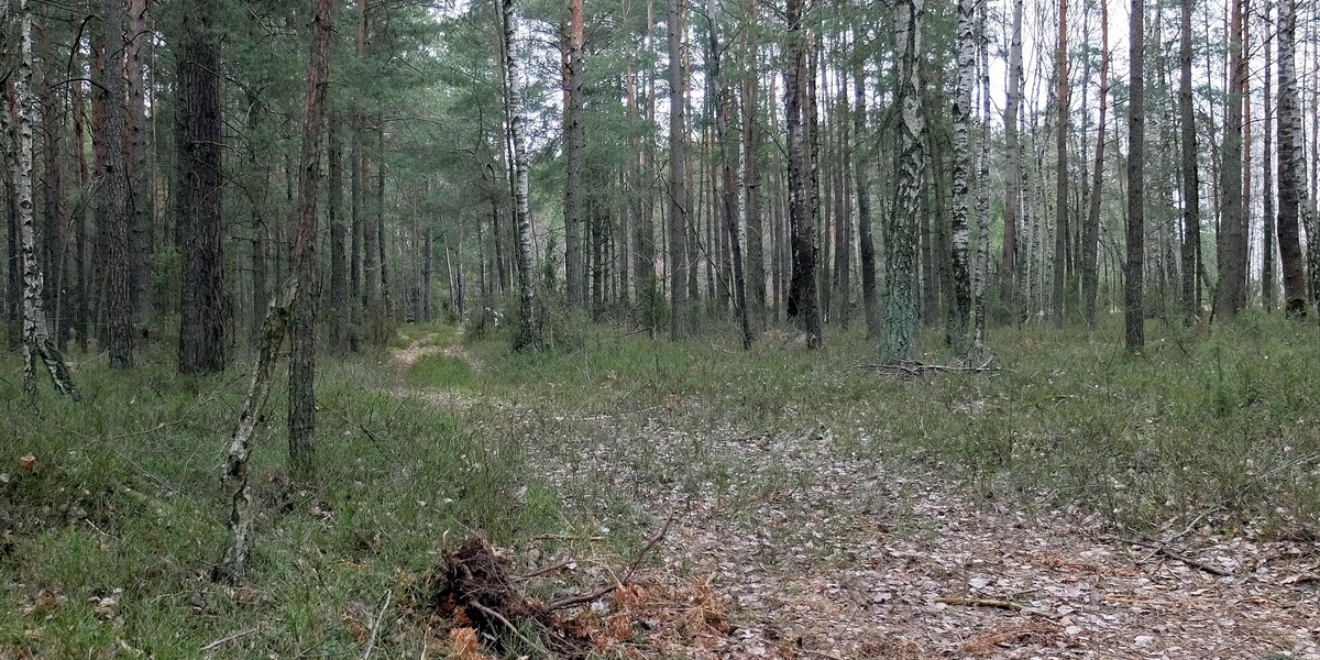 Porwał 7-latka i zaciągnął do lasu... Co się wydarzyło w Garwolinie?