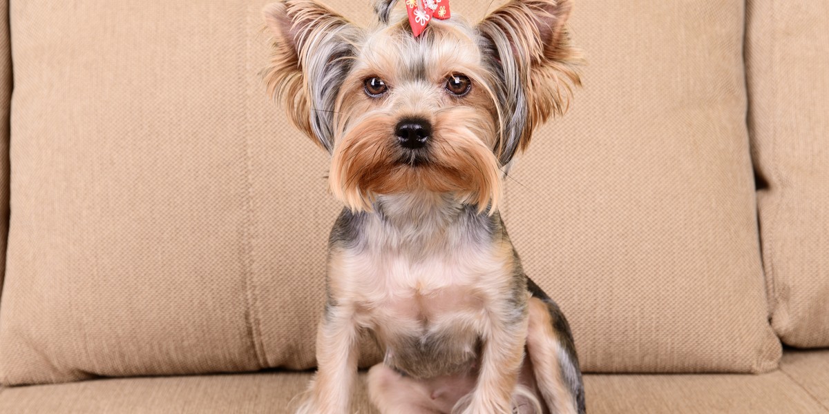 Yorkshire terrier