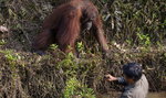 Niesamowita historia! Zobacz, co robi ten orangutan