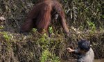 Niesamowita historia! Zobacz, co robi ten orangutan