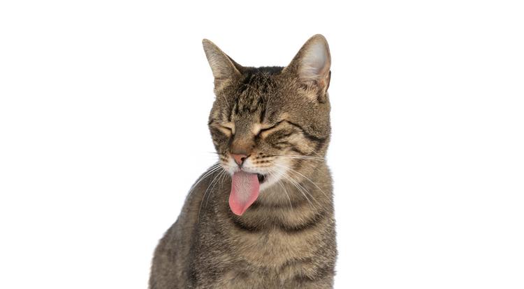 6 fajta ember, amelyet a macskák nem tudnak elviselni fotó: Getty Images