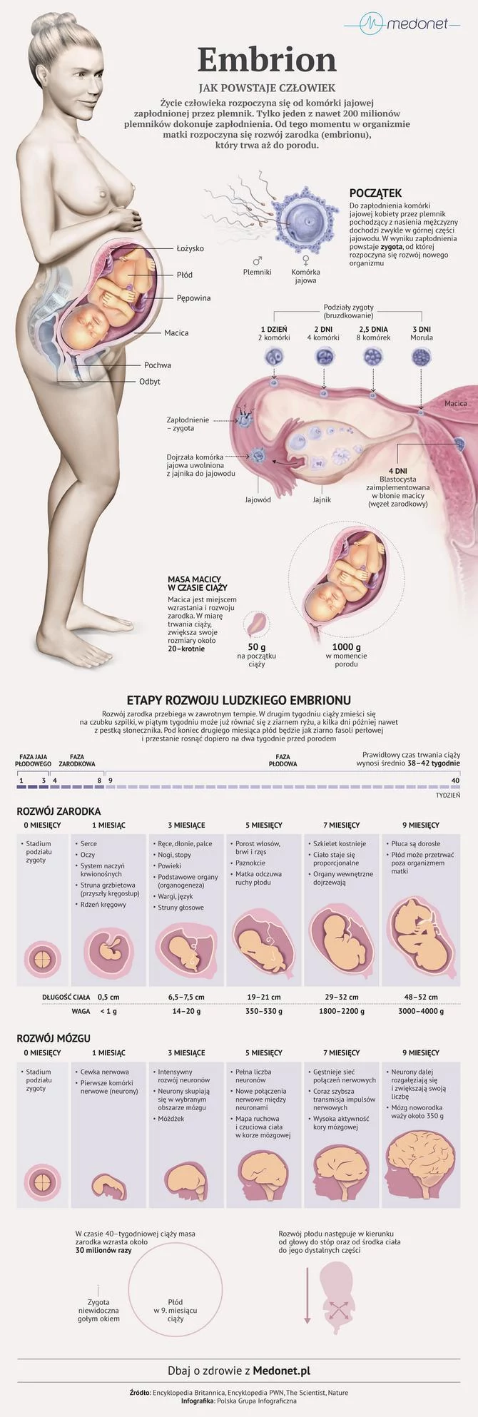 Rozwój embrionu krok po kroku