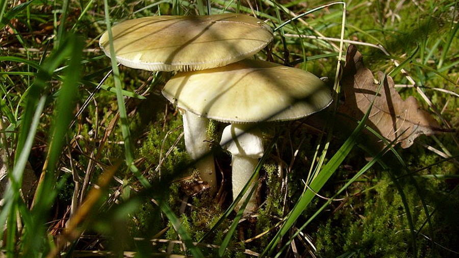 Badacze znaleźli potencjalne antidotum na toksynę muchomora sromotnikowego, fot. inyucho from Holland, CC BY 2.0, via Wikimedia Commons