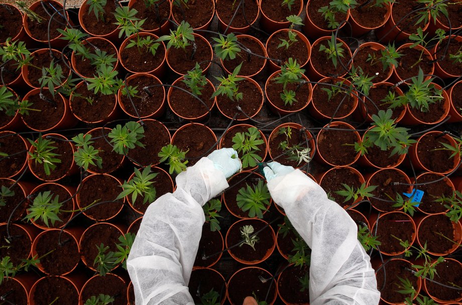 A worker tends to cannabis plants at a plantation.