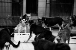 Będzie nowa partia! Zajmie się zwierzętami