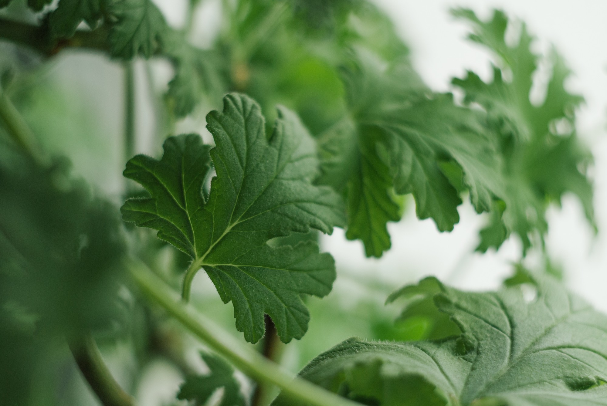Muškát citrónový môže pri správnej starostlivosti vytvoriť hustý kríček plný aromatických listov. Kľúčový je dostatok svetla aj pravidelné zaštipovanie výhonkov.