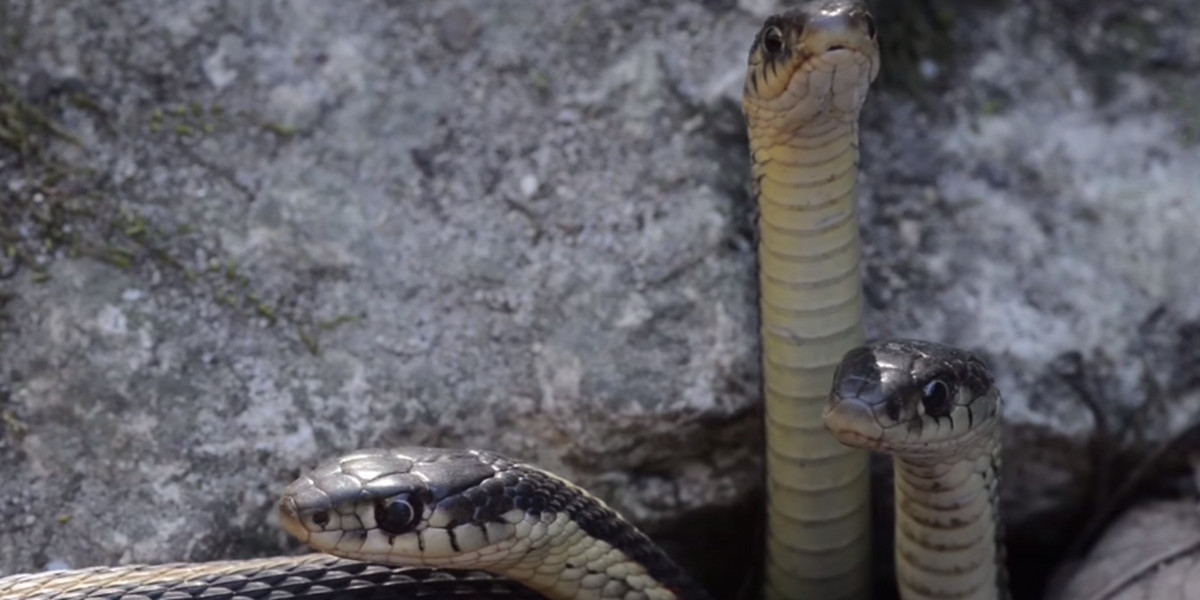 The largest gathering of snakes in the world woke up from a nap — and the photos are insane