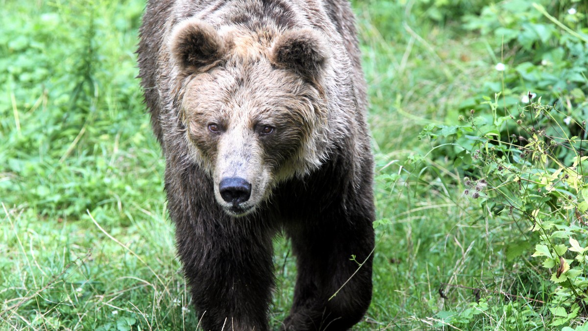 Niedźwiedź brunatny zaatakował ratowników GOPR w okolicach miejscowości Olszanica w Bieszczadach. Mężczyźni jechali na quadzie, poszukując 60-letniego mężczyzny - informuje tvn24.pl