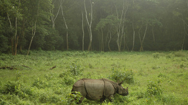 Odnaleziono czaszkę nosorożca sprzed 9 mln lat