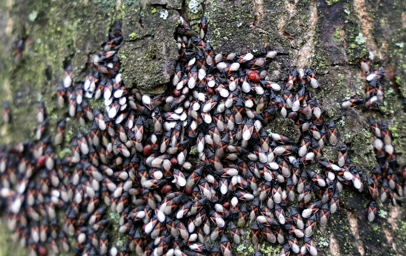 Skupieniec lipowy na drzewach w Legnicy