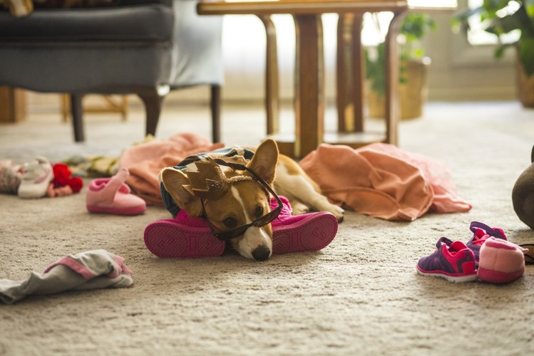 'Był sobie pies' w kinach od 17 lutego 2017 roku