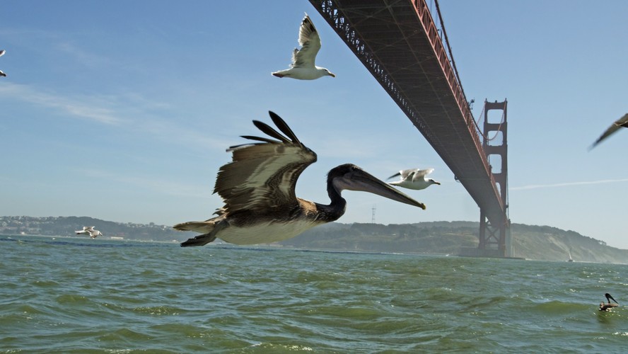 Brązowy pelikan pod mostem Golden Gate w San Francisco