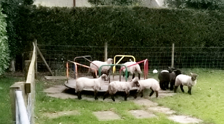 Gyerekek helyett bárányok vették birtokba ezt az angliai játszóteret /Fotó: Northfoto 
