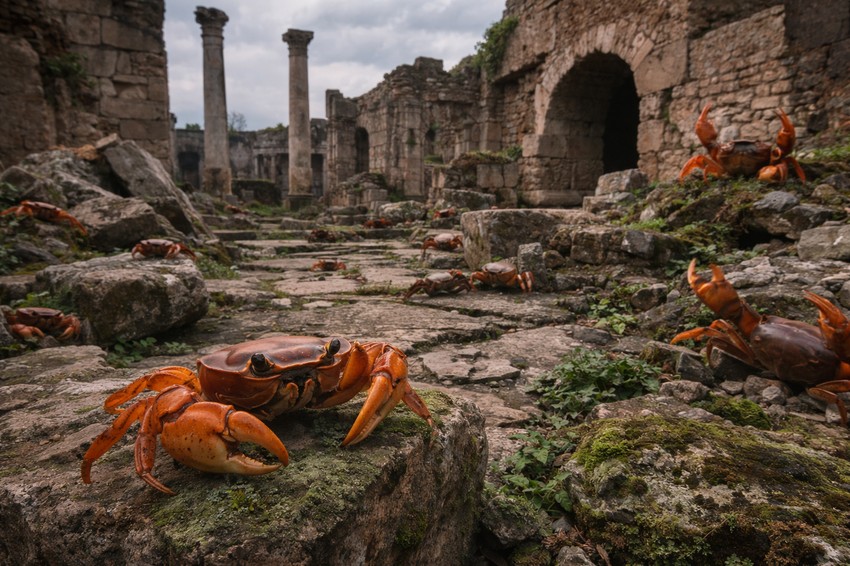 Rakovi u starim ruševinama antičkog Rima