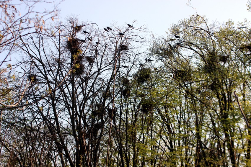 Vrane u krošnjama drveća 