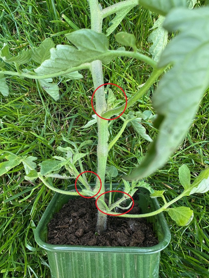 Pomidory: jak obrywać liście? Na zdjęciu na czerwono zaznaczone są wilki, których należy się pozbyć. Gdy sadzonka będzie już dobrze ukorzeniona i podrośnie, warto pozbyć się także liści, które rosną najniżej krzaczka.