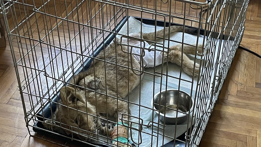 Mlada lavica Kikica snimljena 27. septembra nakon operacije