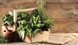 Pachnący QUIZ o ziołach. Majeranek, szałwia, rumianek.. 100 proc. dla zaawansowanych