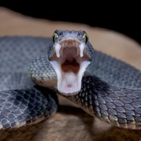 Hasnyálmirigyrák: a fekete vipera mérge segíthet a kezelésben