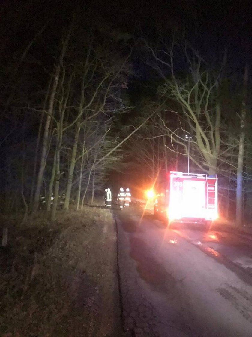 Horror na Opolszczyźnie. W jednej chwili padło stado krów