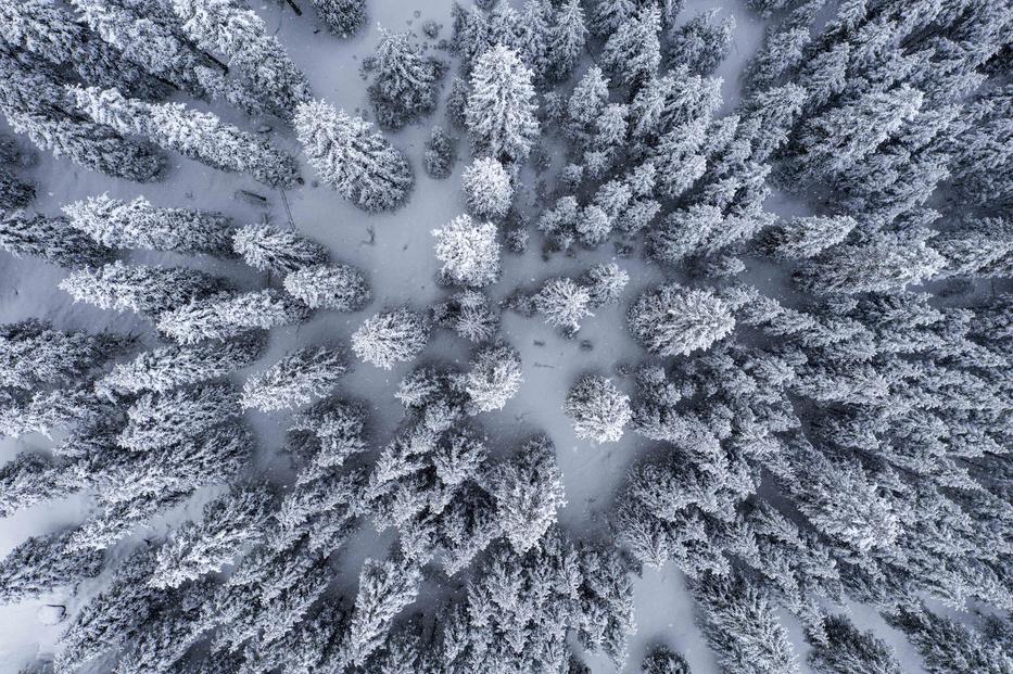 Idén sem lesznek havasak a fenyők karácsonykor / Fotó: Northfoto