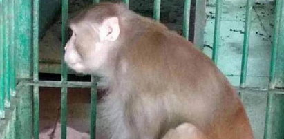 Małpa alkoholiczka atakowała turystów. Czeka ją smutny los