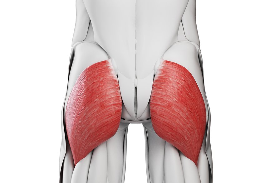 Mięśnie pośladkowe buduje przede wszystkim mięsień pośladkowy większy