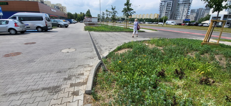 Przerwy w krawężnikach mogą pozytywnie wpłynąć na miejską infrastrukturę, zdj. – Ryszard Gajewski/Gdańskie Wody