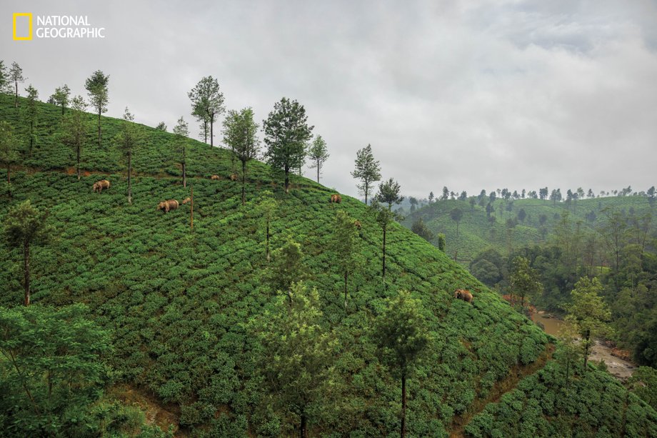 Elephants roam tea plantations in India.