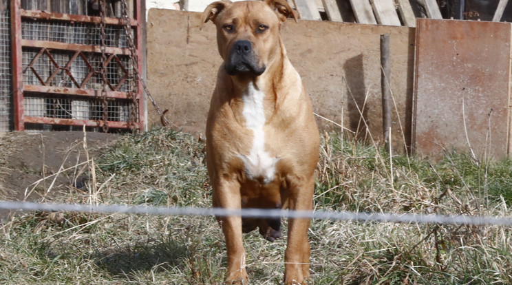 Három ilyen robosztus pitbull kutya támadt a testvérpárra az utcán. Ez a kutya tegnap is a kertben volt /Fotó: Fuszek Gábor