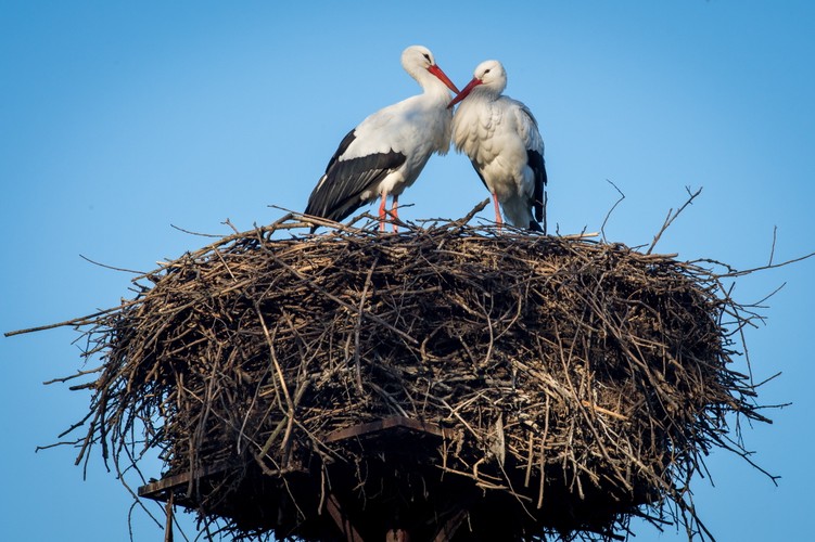 W bydgoskim Łęgnowie przy drodze wojewódzkiej nr 394 pojawiły się pierwsze bociany