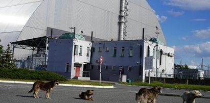 Zbadali psy żyjące w Czarnobylu. To 800 niebywale uodpornionych zwierząt. Przeżyły, bo mają geny 15 "struktur rodzinnych"