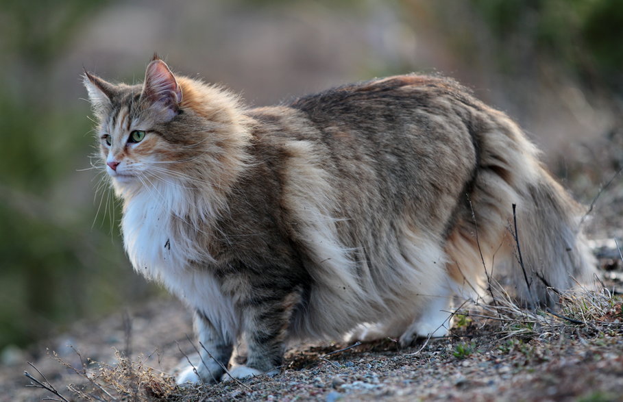 Kot norweski może ważyć nawet do 10 kilogramów - puteli/stock.adobe.com