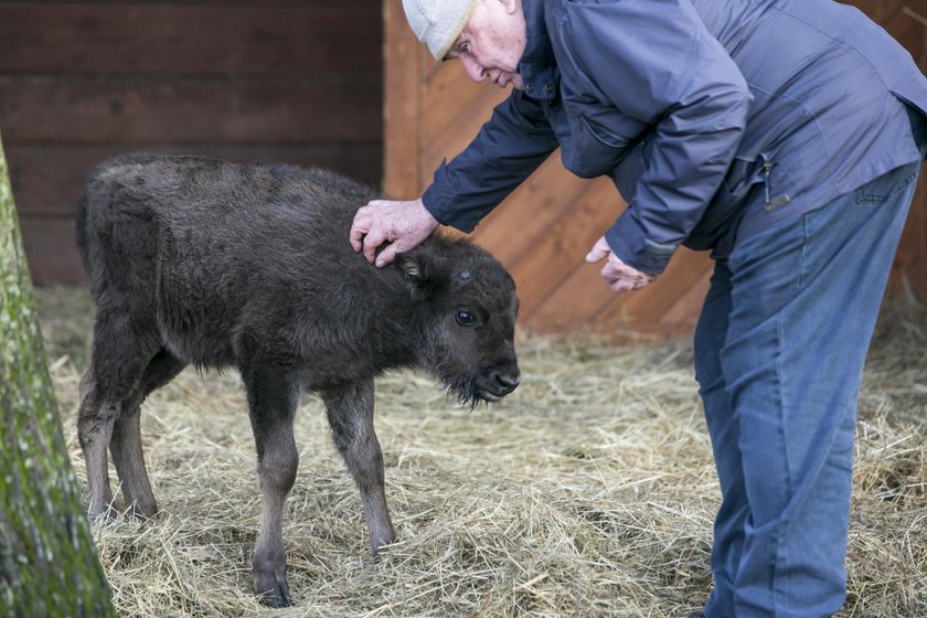 Pszczyna. Mały żubr odrzucony przez stado w Pokazowej Zagrodzie Żubrów