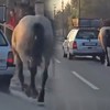 Maltretiranje konja u Kruševcu 