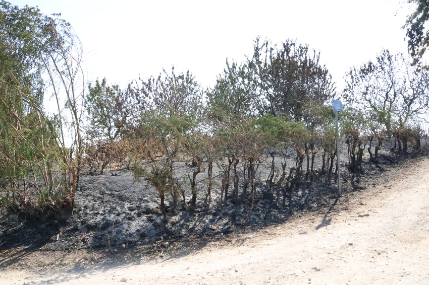 Posledice požara u Srbiji