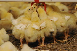 Arabski fundusz myśli o przejęciu polskich kurczaków