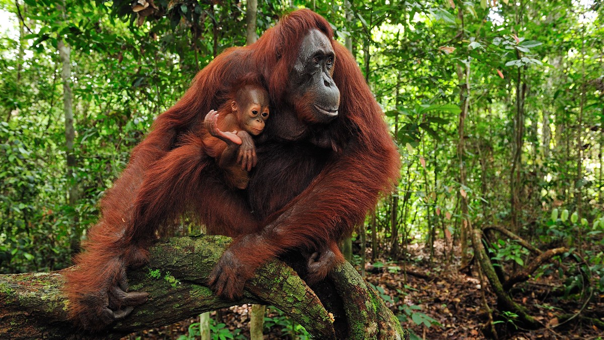 Orangutan (Pongo pygmaeus) female with young in rainforest interior, Camp Leakey, Tanjung Puting Nat