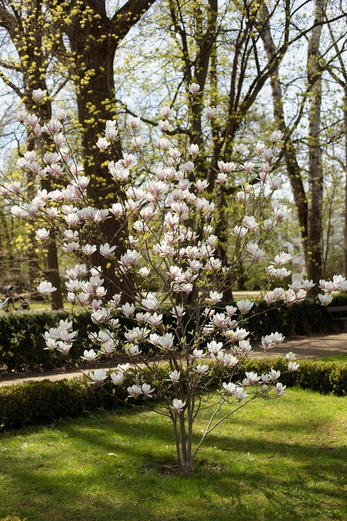 Drzewo do małego ogrodu: magnolia