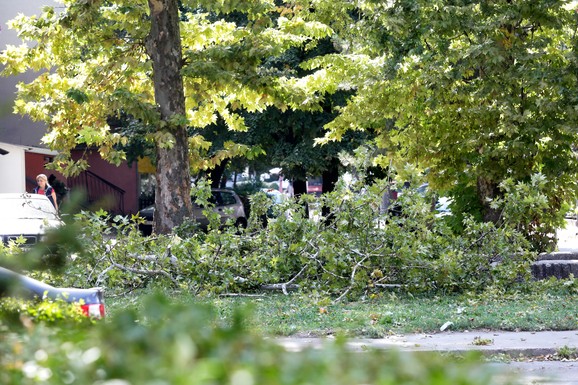"PAO" ŠUMOKRADICA IZ BRODAREVA Bespravno sekao tuđe drveće i prodavao na crno: Iza sebe ostavio pustoš, policija traga za saučesnicima