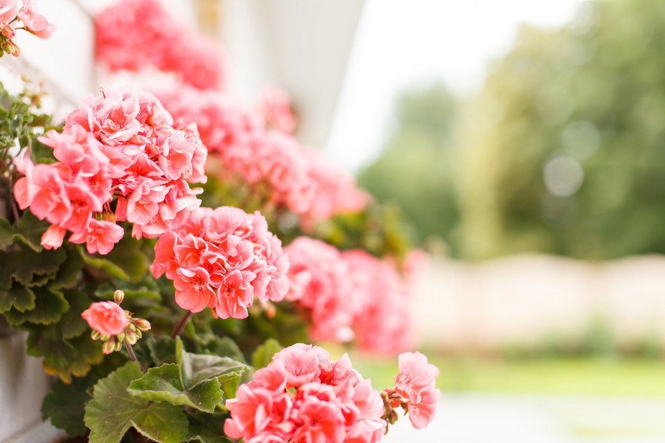 Pelargonie