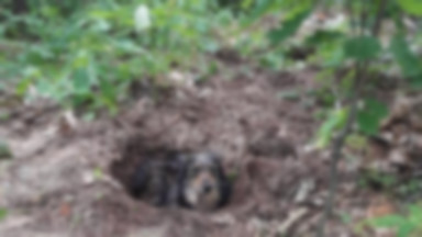 Pies zakopany żywcem. Policja szuka sprawcy