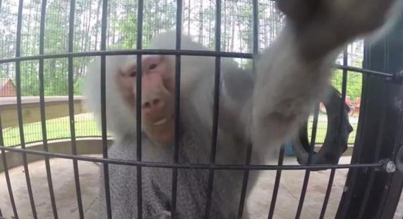 Camera-shy baboon slaps camera out of man's hand