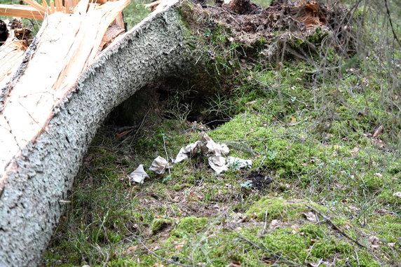 Rezerwat Przyrody Lasy Naturalne na południu Puszczy Białowieskiej.